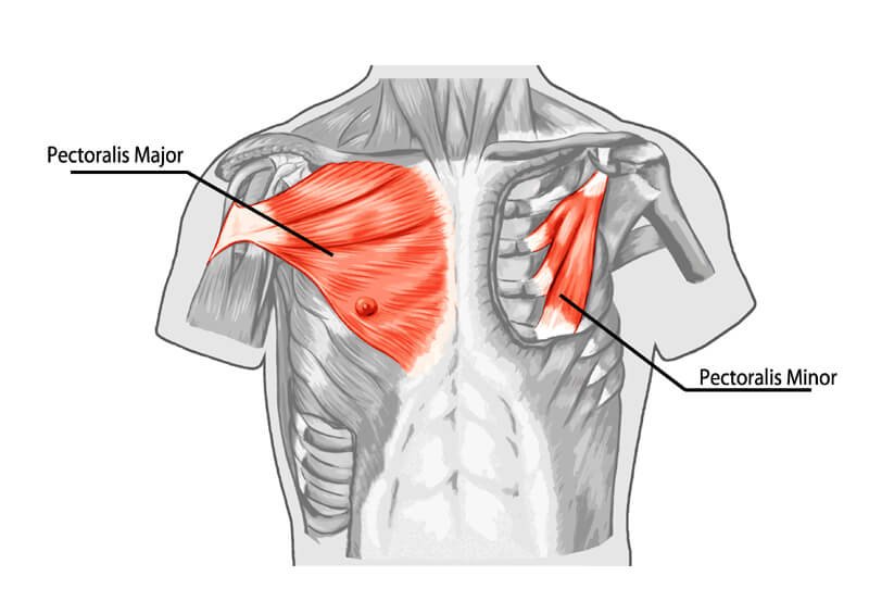 ダンベルフライのターゲット部位である大胸筋